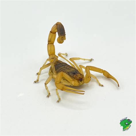 Deathstalker Scorpion