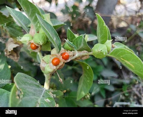 Withania somnifera plant with fruit or ashwagandha plant or winter ...