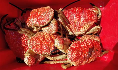 Tasmanian Giant Crab Meet The Tasmanian Giant Crab