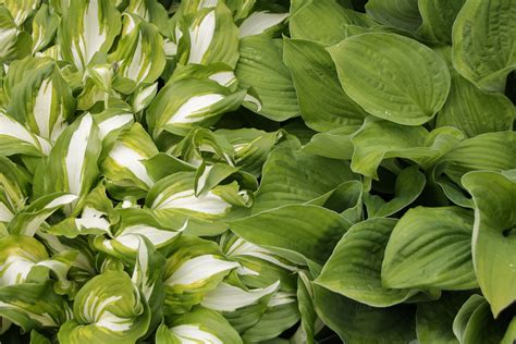 Which Hostas Can Grow in the Sun?