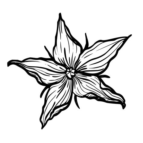 Tomatenblumen-Vektorillustration Pflanze im Line-Art-Stil Skizze von ...