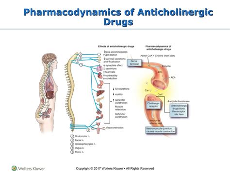 PPT - Anticholinergic Drugs: Uses and Precautions PowerPoint ...
