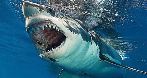 2021每日高分电影打卡推荐【大白鲨】 - 哔哩哔哩