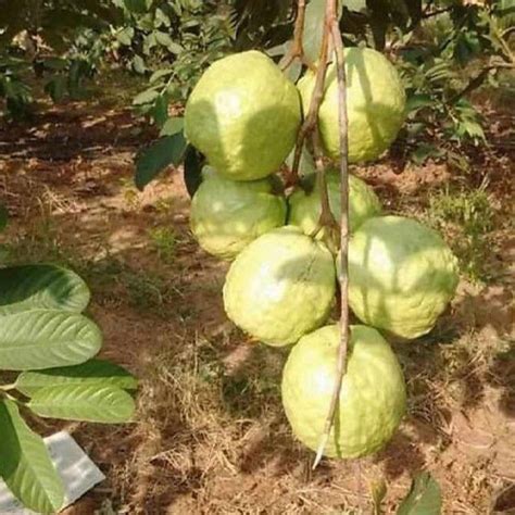 Buy VNR Bihi Guava Grafted Live Plant Online | Golden Hills Farm (1.5 ...