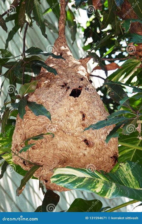 Giant Large Paper Wasp Nest On Tree Royalty-Free Stock Image ...