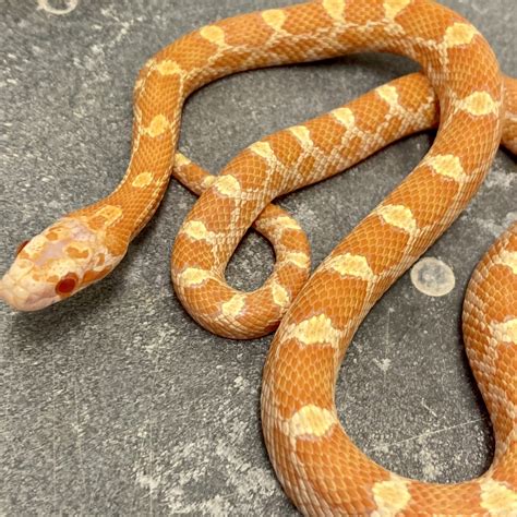 Fluorescent Orange Corn Snake