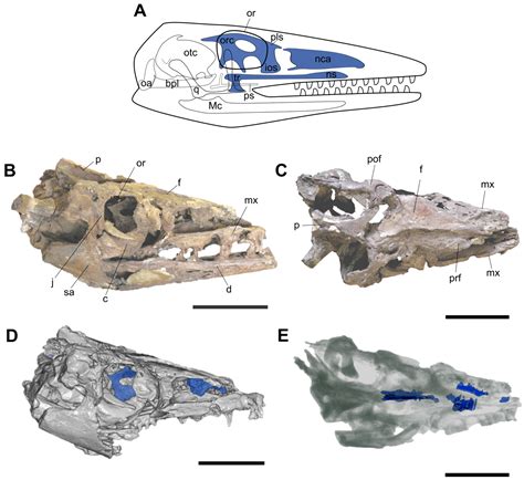 Exceptional In Situ Preservation of Chondrocranial Elements in a ...