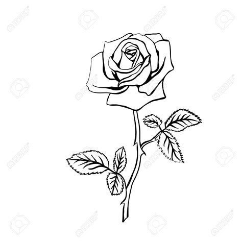 Single Rose And Stem Drawings : See more ideas about rose stem tattoo ...
