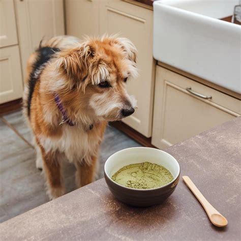 Can Dogs Eat Matcha?