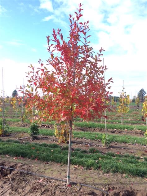 Fall Color Tree Plant Species Spotlight - Nyssa Sylvatica Hardy Zone 3 Tree