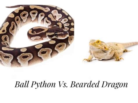 Image result for Dragon vs Python