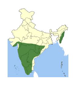 Brown-cheeked Fulvetta - Alcippe poioicephala - Sylviidae - Birding in ...