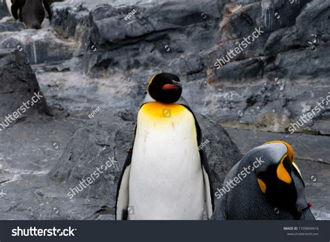Toucan Baby: Over 143 Royalty-Free Licensable Stock Photos | Shutterstock