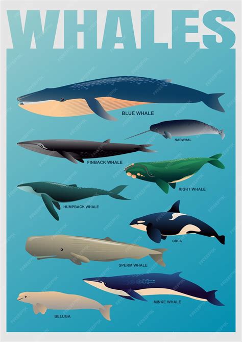 Premium Vector | Isolated illustration of various types of whales in one set
