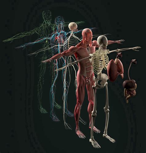 5D DIY Diamond Painting Kits Human Anatomy Exploded View Deconstructed ...