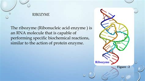 Ribozyme | PPTX