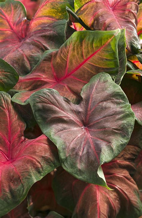 Caladiums Perennial