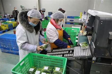 上海新鲜蔬菜正在路上，每天上市量可达3000吨_大申网_腾讯网