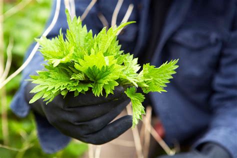 Nettles are spring's wildest green — here's how to use them