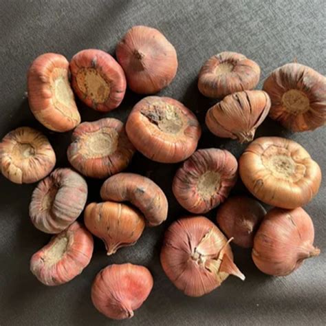 Floriculture Tubers & Bulbs in Delhi | Best Flower Bulbs Suppliers in Delhi