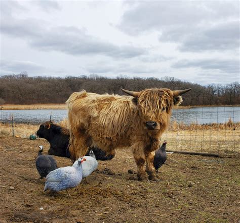 Wee Hoofs, Miniature Scottish Highland cows and Moo_re - Miniature ...