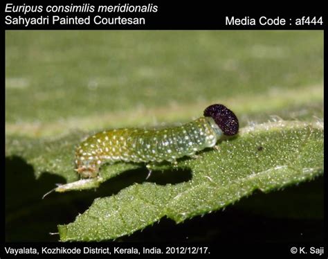 Euripus consimilis | Butterfly