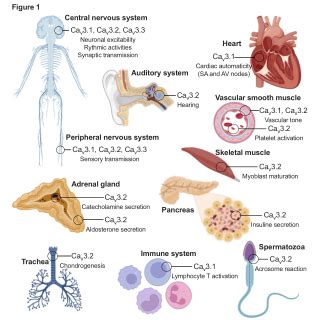 Tissue Distribution 的图像结果