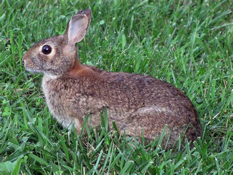 Eastern cottontail rabbit | FWS.gov