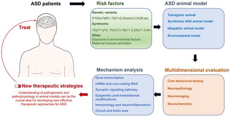 Autism Spectrum Disorder: Neurodevelopmental Risk Factors, Biological Mechanism, and Precision ...