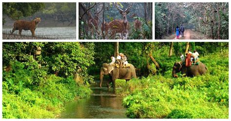 Explore These Beautiful Forests In And Around Kolkata | WhatsHot Kolkata