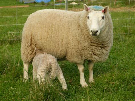 Cheviot — Australian Rare Breed Sheep Project