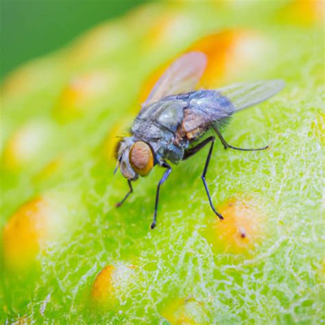 How To Get Rid Of Fruit Fly Infestation at James Velarde blog