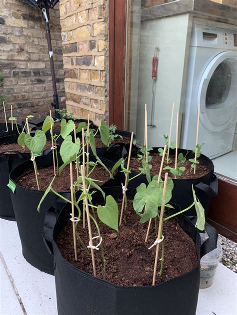 Easy Steps to Growing Green Beans in Containers — Meadowlark Journal