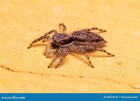 Adult Female Gray Wall Jumping Spider Stock Image - Image of adult ...