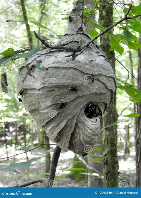 Black Wasp Nest