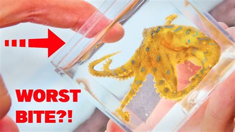 Blue-Ringed Octopus Venom 的图像结果