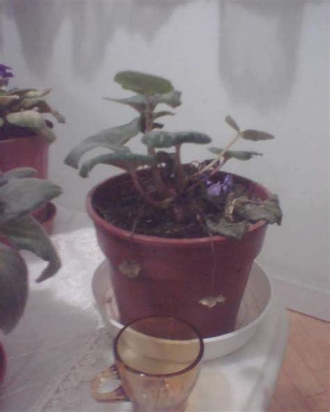 Siklamen (Cyclamen) - Page 3 - agaclar.net
