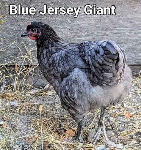 BlueJerseyGiant~1.PORTRAIT.ORIGINAL~2.jpg | BackYard Chickens - Learn ...