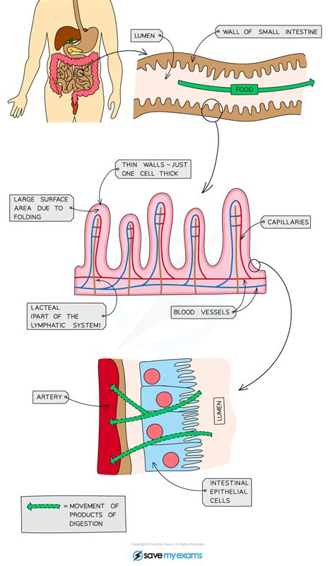 Intestine Villi Function