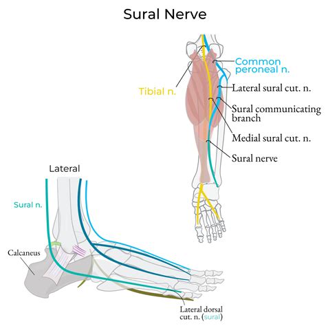 Active Learning for the Medical Sciences | ditki medical & biological sciences