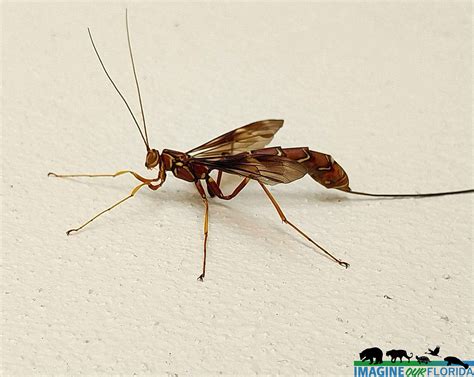 Giant Ichneumon Wasp Giant Ichneumon Wasp