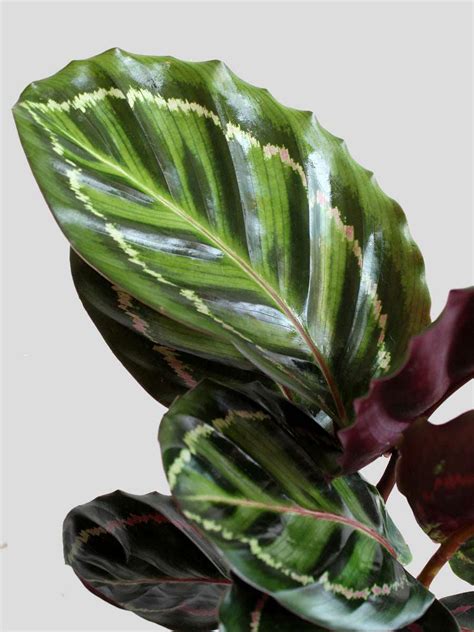 Calathea Roseopicta Illustris (Large) – Greenkin