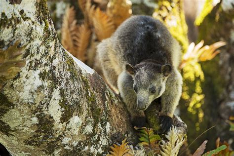 Fact File: Australian tree-kangaroos (Dendrolagus lumholtzi, Dendrolagus bennettianus ...