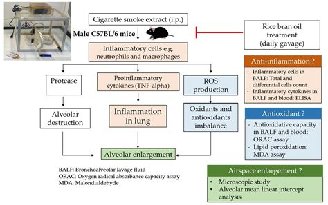 Rice Bran Oil Improves Emphysema in Cigarette Smoke Extract-Induced ...