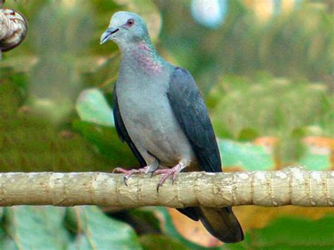 Sao Tome Pigeon - eBird