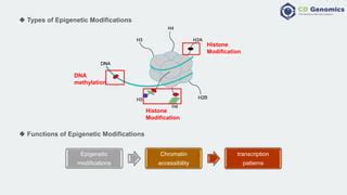 Epigenetic Modifications 的图像结果