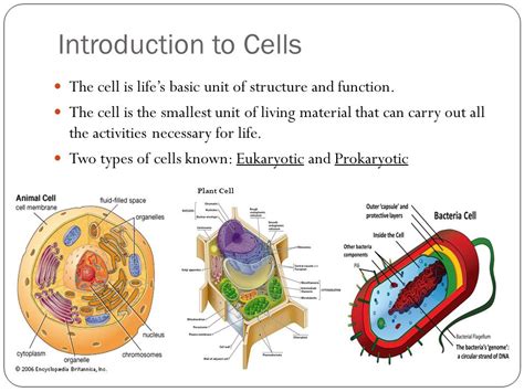 Image result for Cell Introduction
