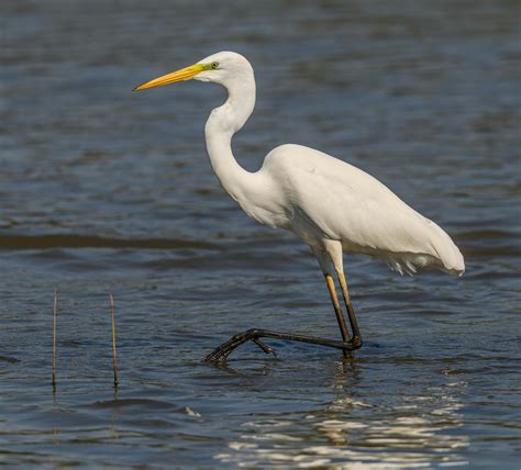 An Eastern Great Egret · Free Stock Photo