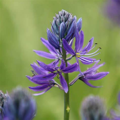 Buy camassia bulbs Camassia quamash: Delivery by Waitrose Garden