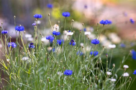 12 Types of Wildflowers for Summer Gardens